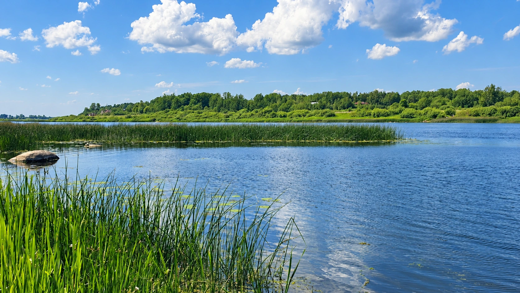 Река Черёха, прибрежные камыши и зелёный берег